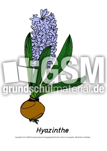 Frühlingsblüher-Tafelkarten-Hyazinthe.pdf